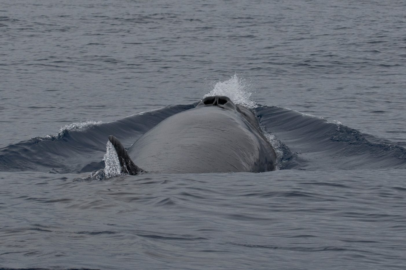 Rorqual boréal - Balaenoptera borealis - Voyage naturaliste à Faial et Pico - Cétacés, oiseaux marins et volcans -observer les cétacés aux Açores - îles de Pico et Faial