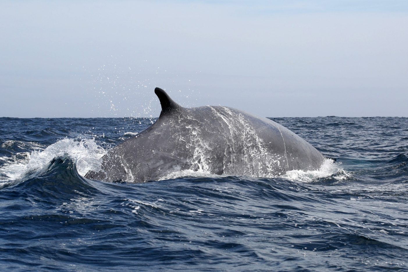 Rorqual commun - Balaenoptera physalus - Voyage naturaliste à Faial et Pico - Cétacés, oiseaux marins et volcans -observer les cétacés aux Açores - îles de Pico et Faial