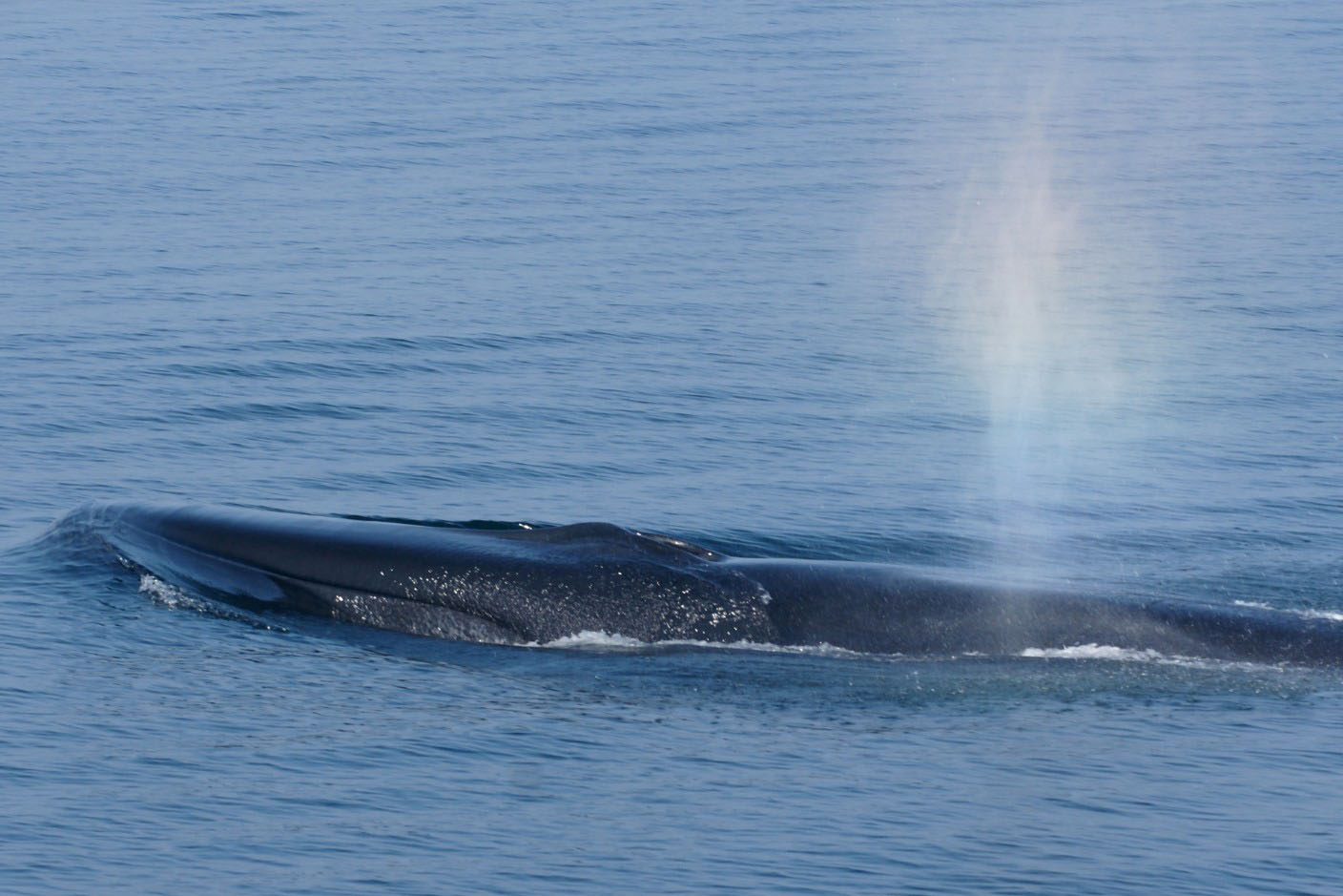 Voyage scientifique - Orques et baleines à bosse de Norvège - Rorqual commun - Balaenoptera physalus - Observer les cétacés en Arctique - comportement