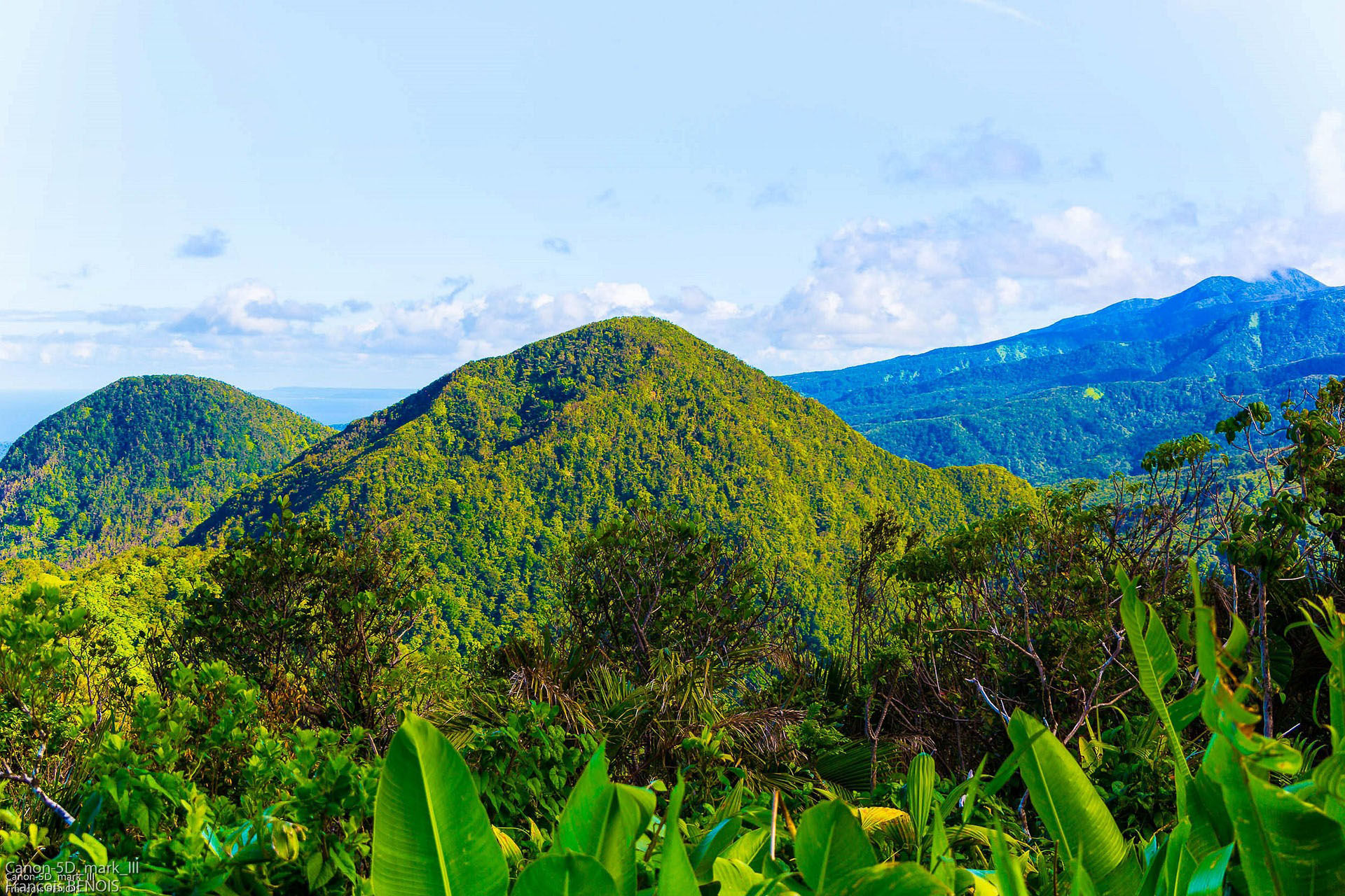 Voyage scientifique en Guadeloupe - Cétacés, faune marine et écosystèmes de Guadeloupe - Forêt tropicale