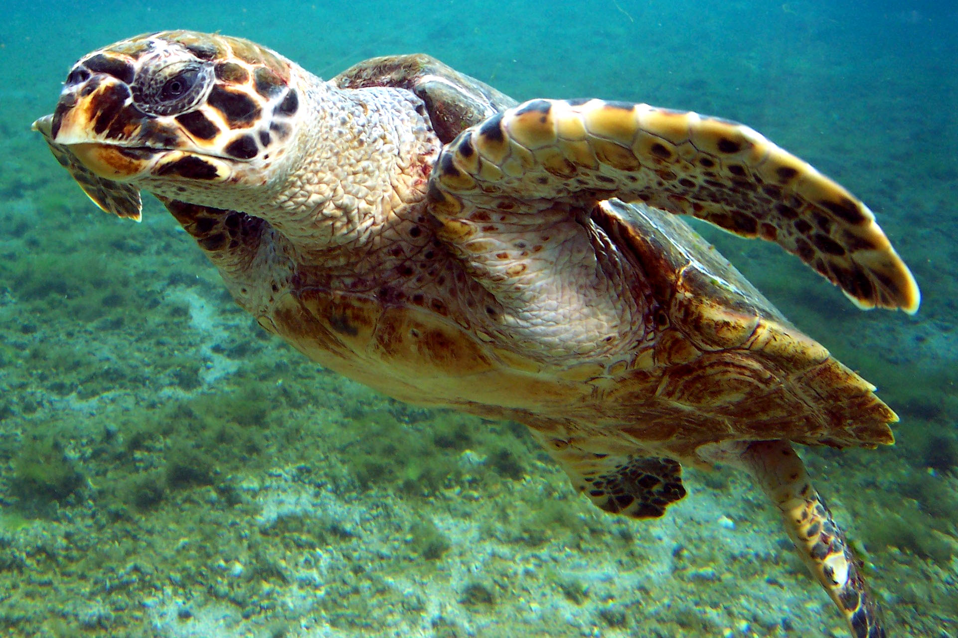 Voyage scientifique - Cétacés, faune marine et écosystèmes de Guadeloupe - Tortue imbriquée