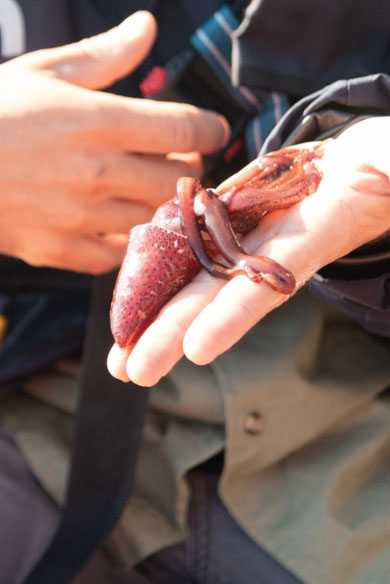 Prélèvement d'un calmar, rejeté par un cachalot pendant sa sonde - sciences - Voyage naturaliste à Faial et Pico - Cétacés, oiseaux marins et volcans -observer les cétacés aux Açores - îles de Pico et Faial