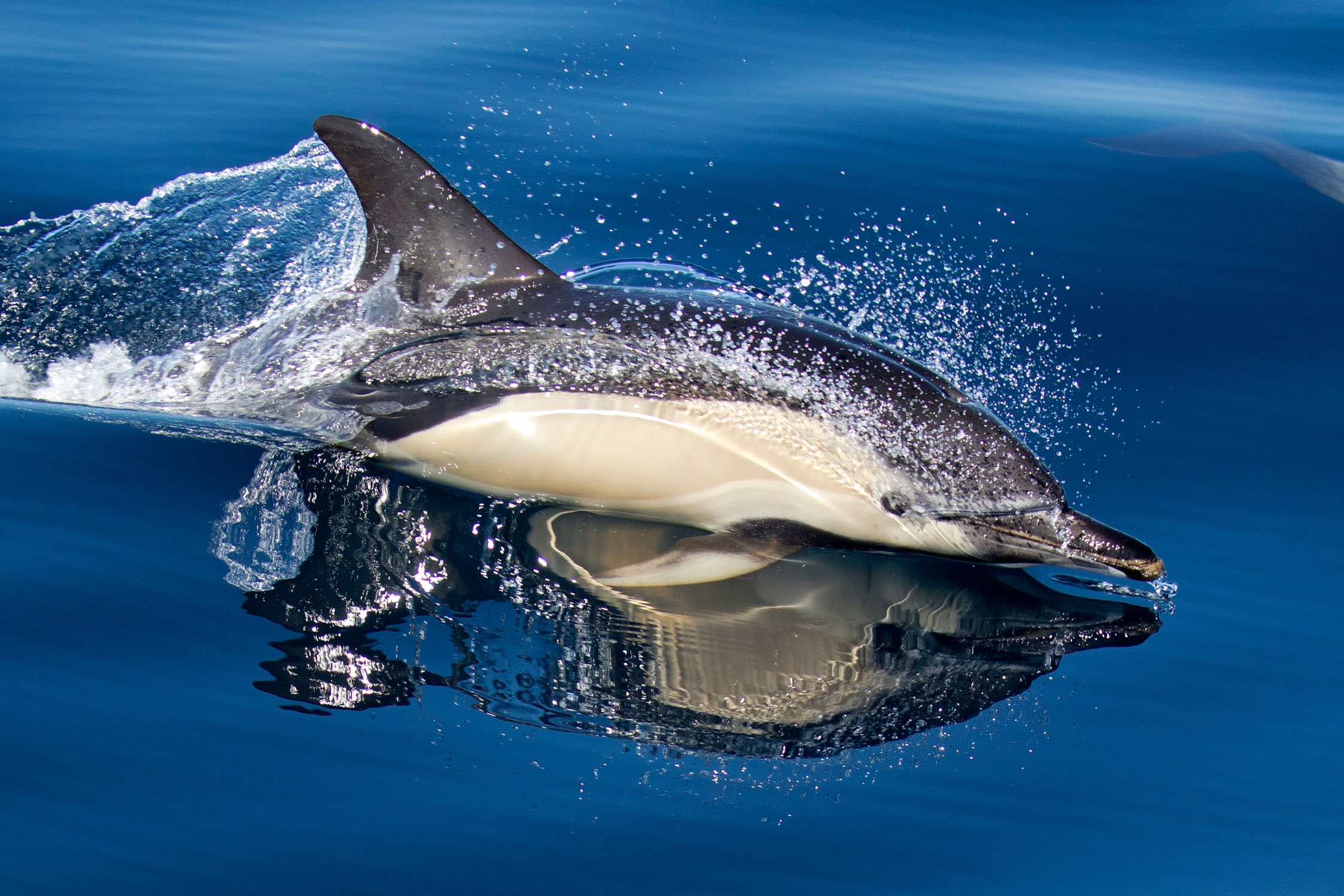 Dauphin commun - delphinus delphis - croisière scientifique - observation des cétacés de Méditerranée à la voile