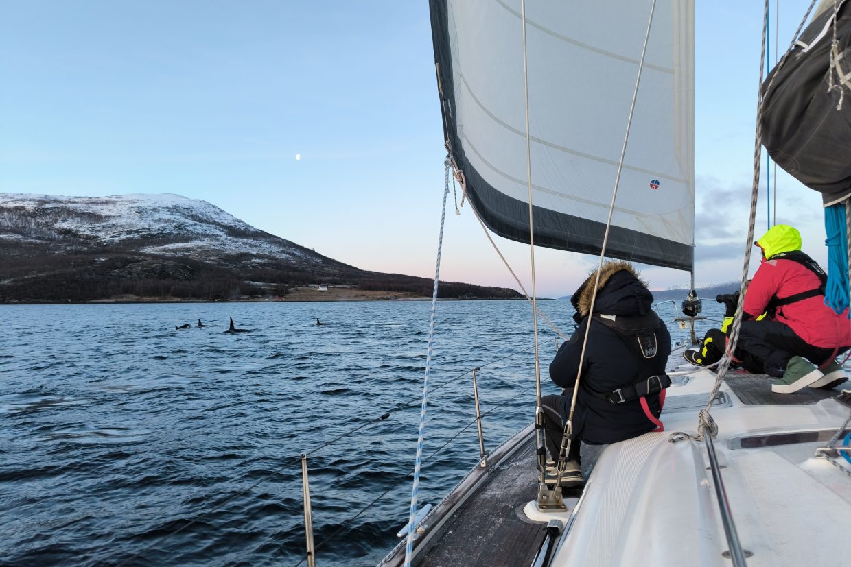 voyage scientifique - croisière à la voile - Observer et étudier les orques et les baleines à bosse de Norvège - Observateurs