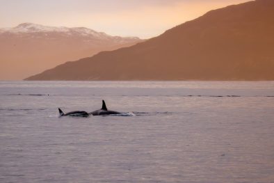 voyage scientifique - croisière à la voile - Observer et étudier les orques et les baleines à bosse de Norvège - Orques