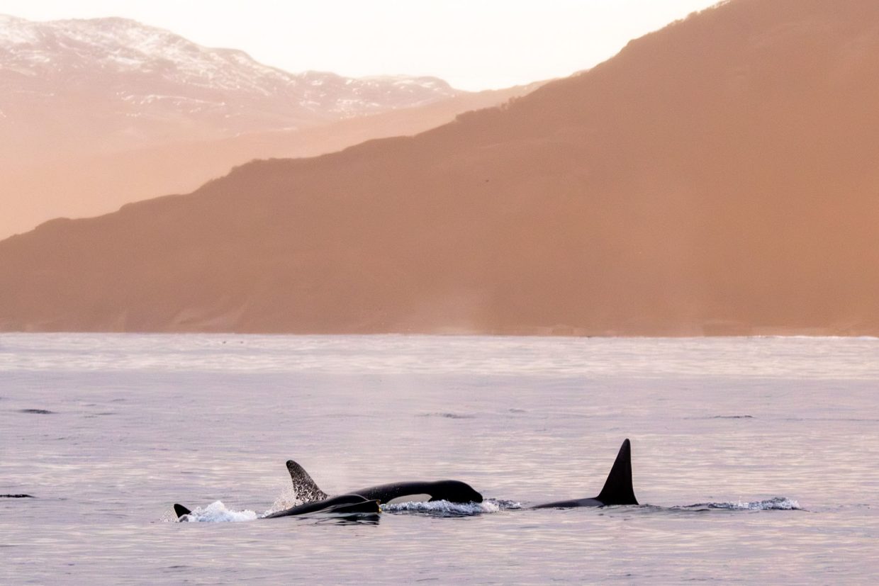 voyage scientifique - croisière à la voile - Observer et étudier les orques et les baleines à bosse de Norvège - Orques - Nuits polaires