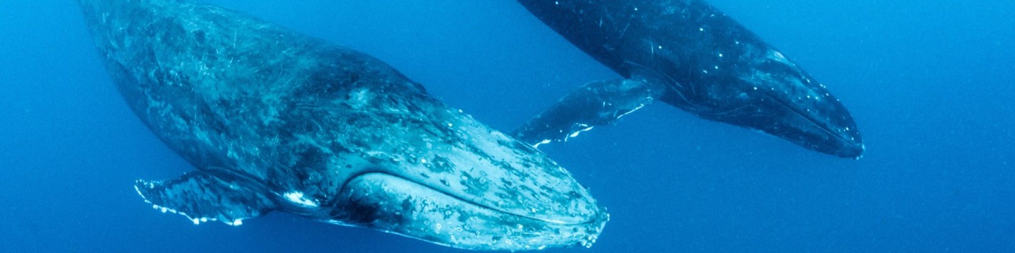 Baleine à bosse - Megaptera novaeangliae - Observer les cétacés au Cap-Vert