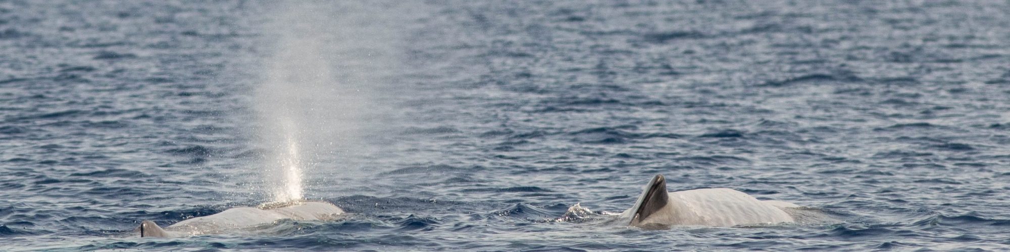 Cachalot observé en Méditerranée dans le sanctuaire Pelagos
