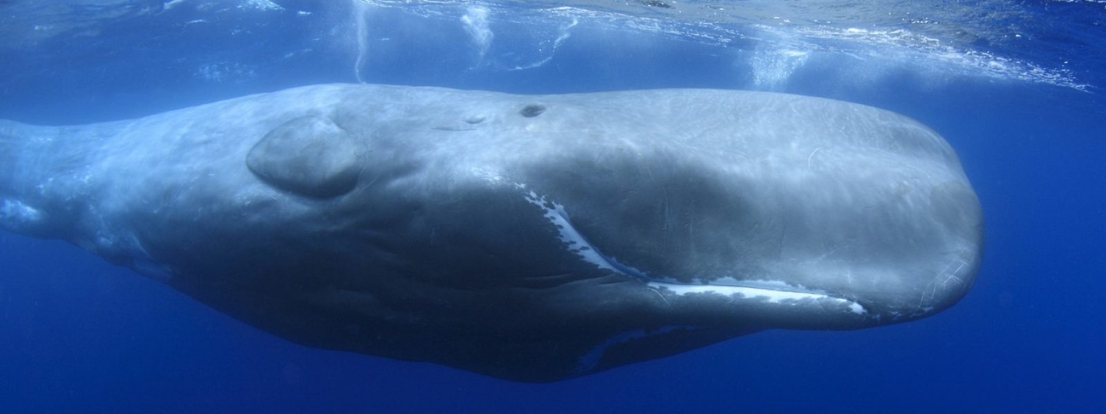 Cachalot - Physeter macrocephalus
