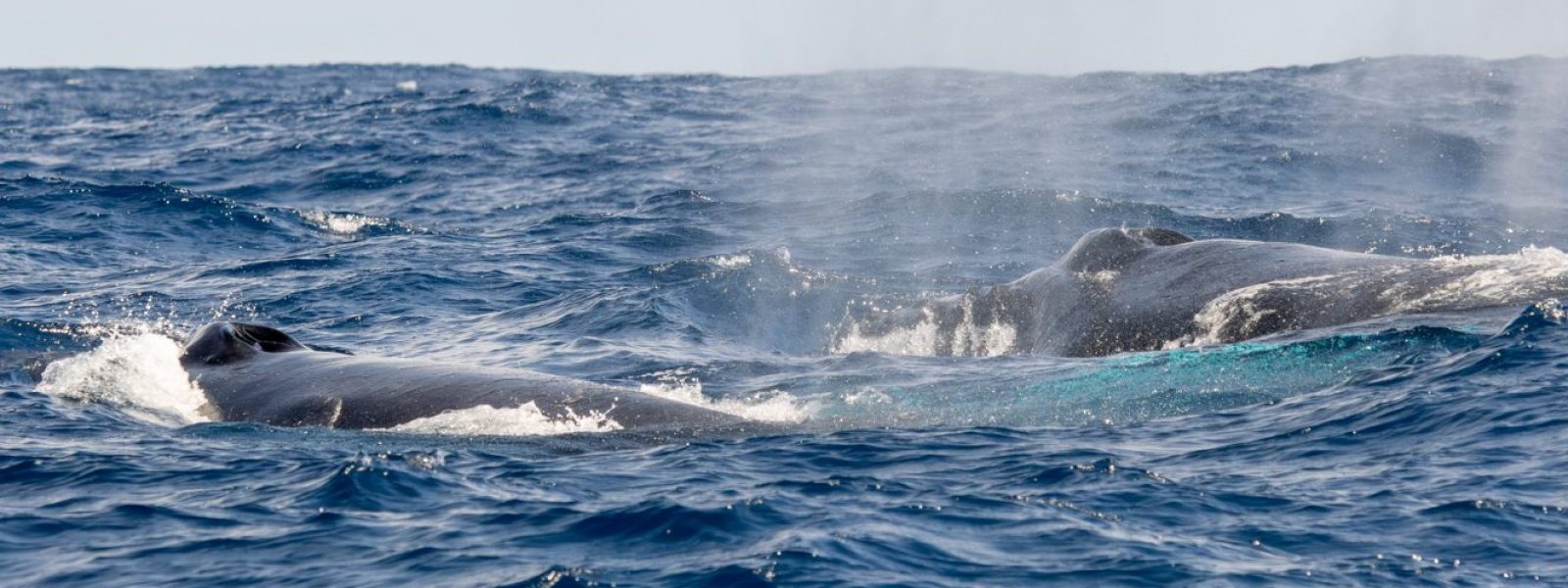 Baleine à bosse - Megaptera novaeangliae - Voyage naturaliste à Faial et Pico - Cétacés, oiseaux marins et volcans -observer les cétacés aux Açores - îles de Pico et Faial