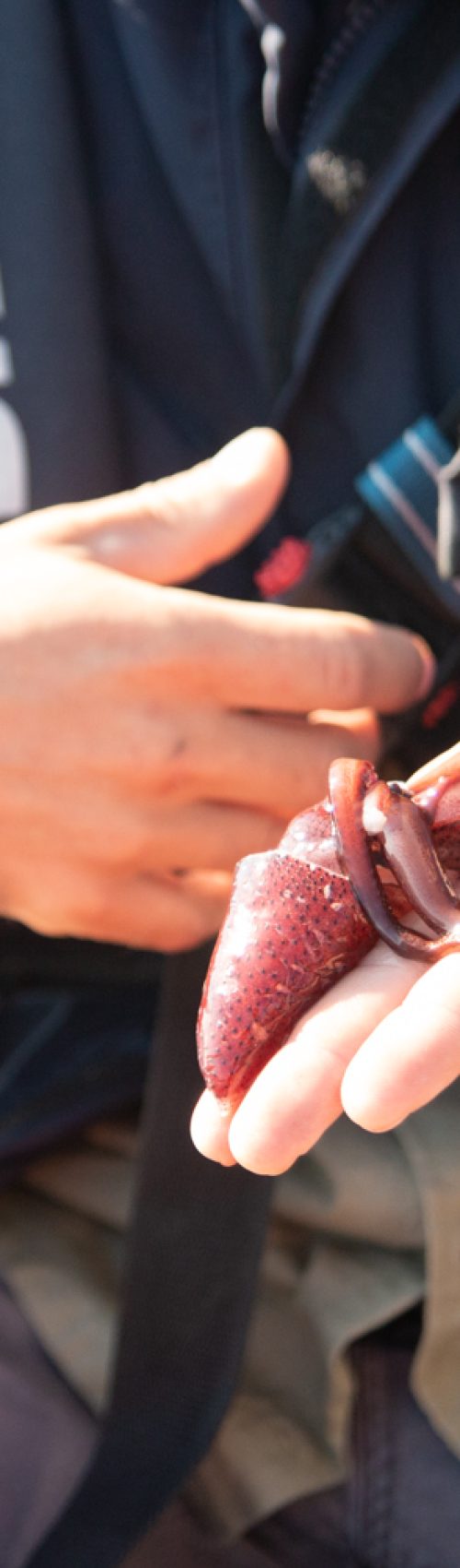 Observer les cétacés aux Açores avec des biologistes locaux