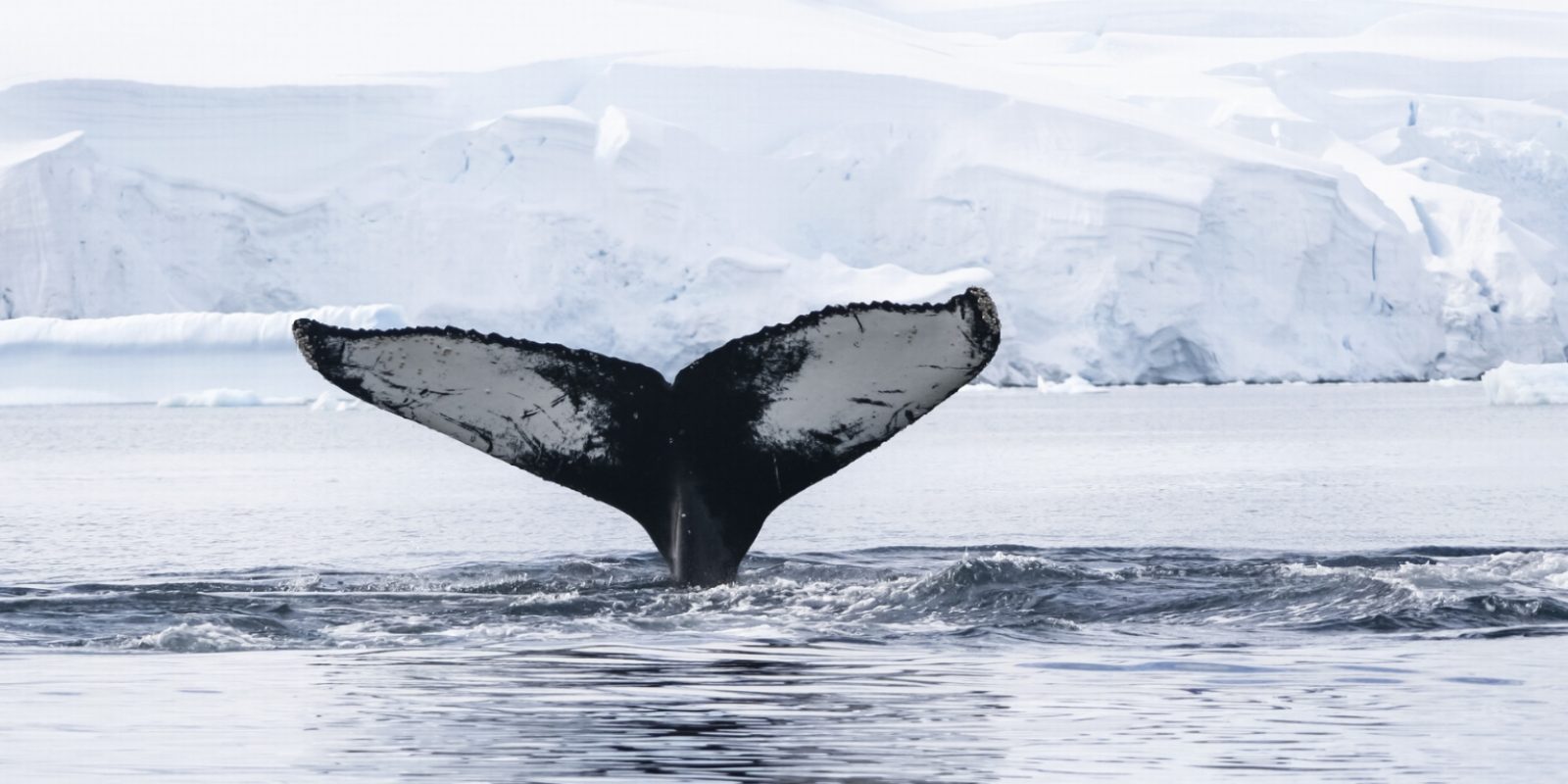 Observer les cétacés dans le monde - Quand observer les cétacés - baleine à bosse