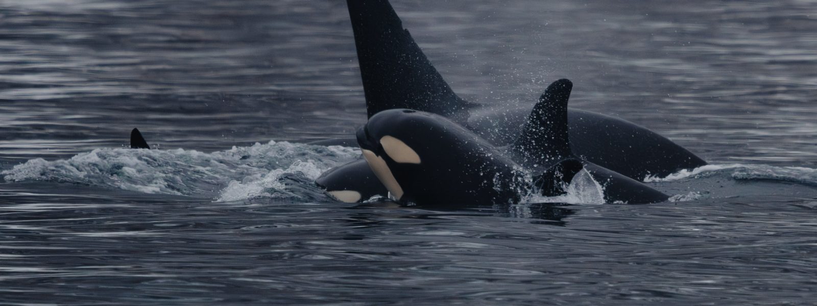 voyage scientifique - orques et baleines a bosse de norvege - Observation d'une orque (Orcinus orca - Killer whale) dans les Fjords de Norvège, au Nord du Cercle Polaire arctique.