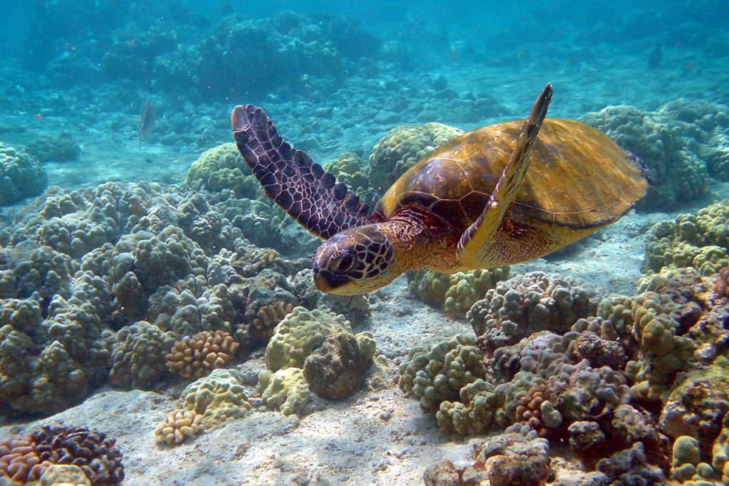 Voyage scientifique – Cétacés, faune marine et écosystèmes de Guadeloupe – Tortue verte Voyage scientifique - Cétacés, faune marine et écosystèmes de Guadeloupe - Tortue verte