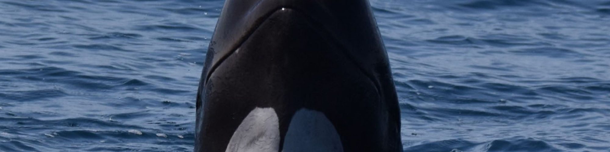 Observer les cétacés dans les pays basques - les globicéphales à Hendaye