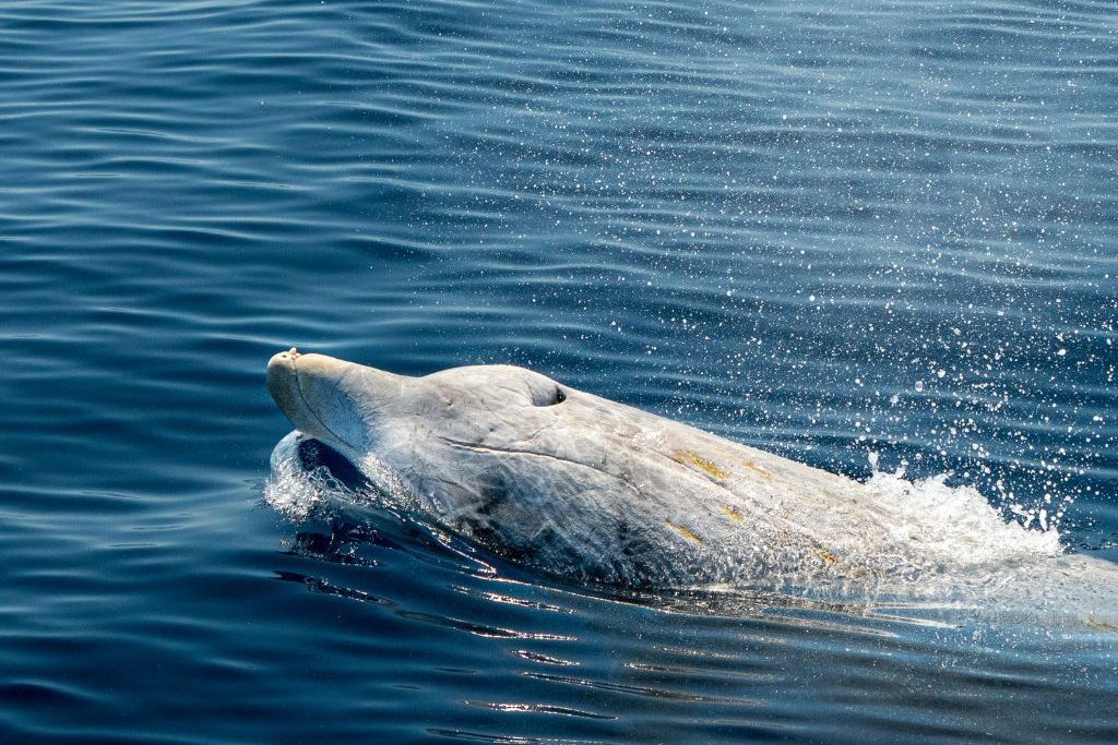 Ziphius cavirostris – Baleine à bec de Cuvier voyage scientifique – observer les cétacés de méditerranée à la voile Ziphius cavirostris - Baleine à bec de Cuvier voyage scientifique - observer les cétacés de méditerranée à la voile