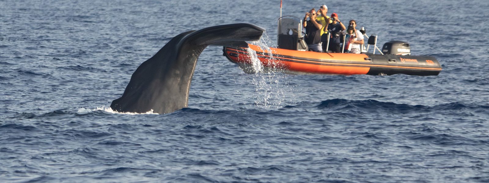 approche intrusive d'un whale watcher en Méditerranée - Non respect du code de bonne conduite