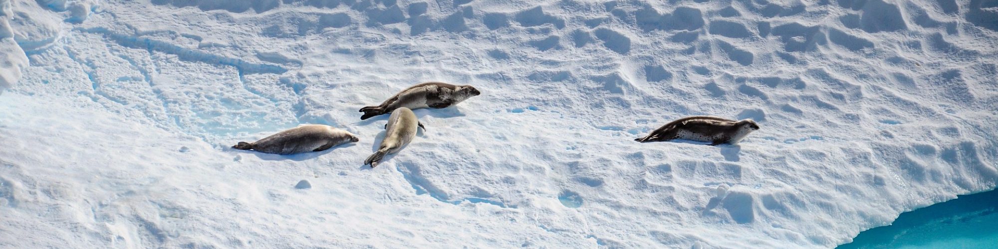 destination Antarctique - Expédition naturaliste - banquise et phoques
