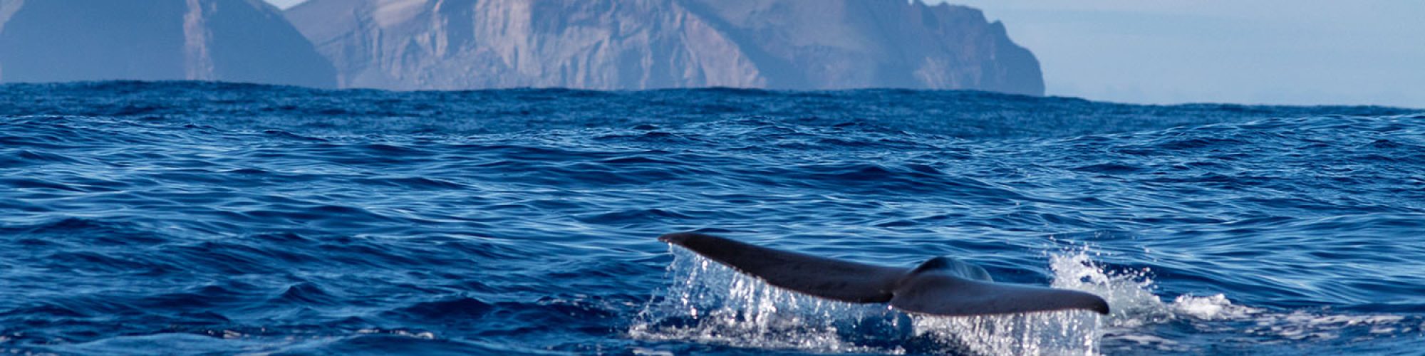 Expédition naturaliste - cétacés, oiseaux marins et volcans de Faial, Açores - cachalot