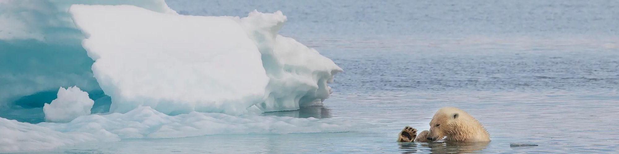 expédition partenaire du Svalbard à la lisière des glaces - Ours polaire