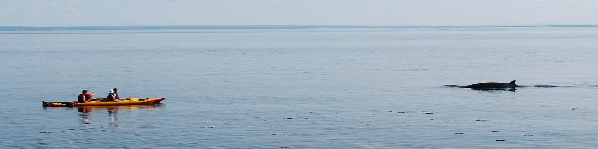 expédition scientifique - Tadoussac - Québec - Baleines et kayak