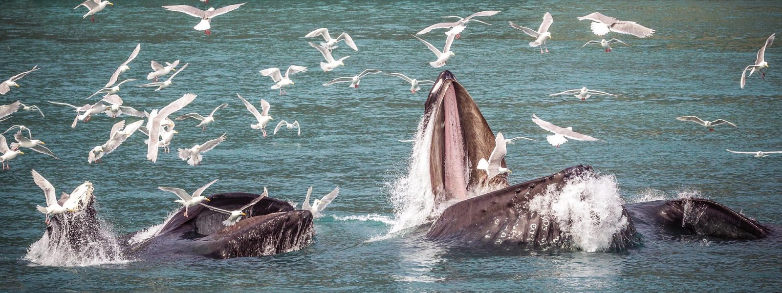 expédition scientifique - cétacés d'Alaska - Baleines à bosse et scène de feeding