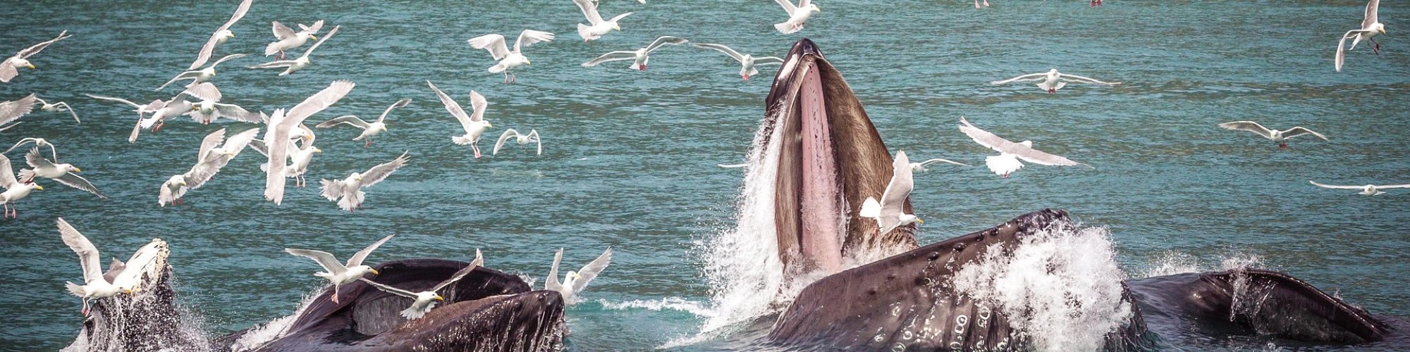 expédition scientifique - cétacés d'Alaska - Baleines à bosse et scène de feeding