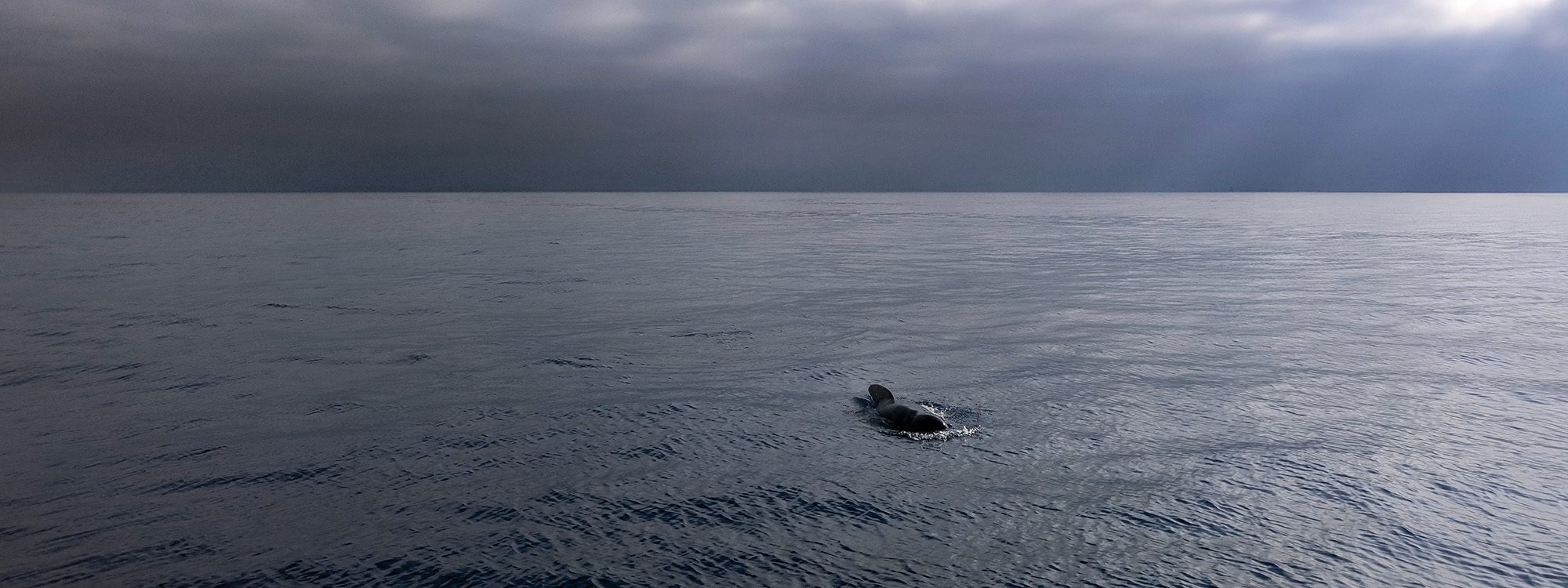 observer, comprendre, documenter, apprendre avec wild seas explorer lors des voyages scientifiques et naturalistes - globicéphale au large des côtes du Var