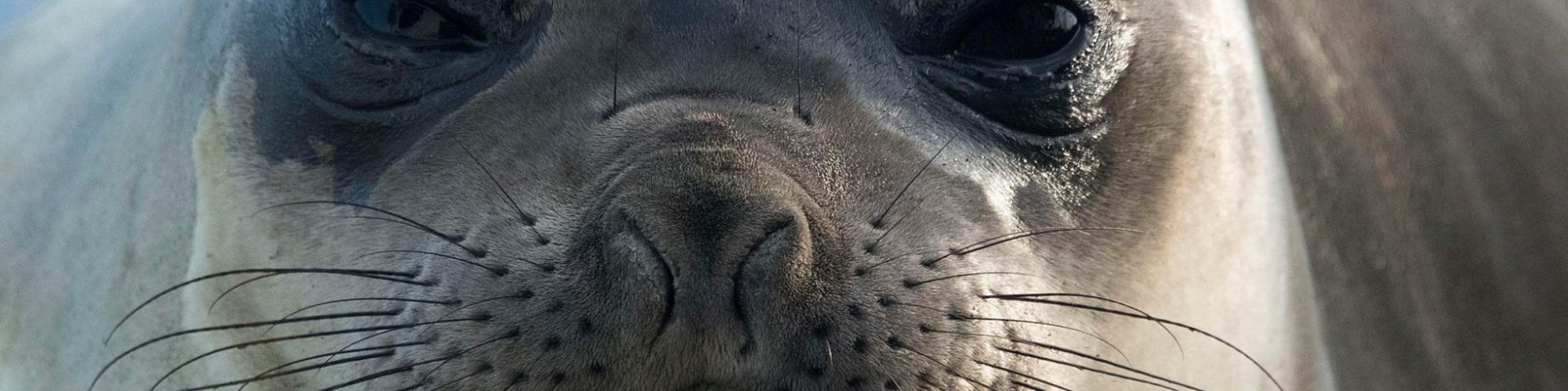 expédition naturaliste sur la mégafaune du Cap en Afrique du Sud copyright Dave Hurwitz - Otarie du Cap