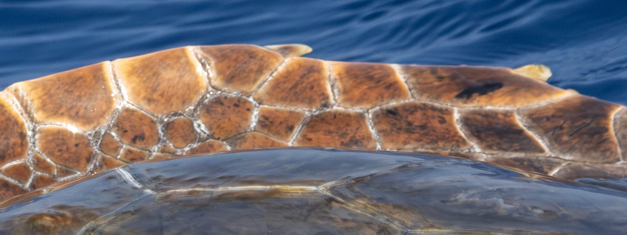 observer, comprendre, documenter, apprendre avec wild seas explorer lors des voyages scientifiques et naturalistes - tortue caouanne