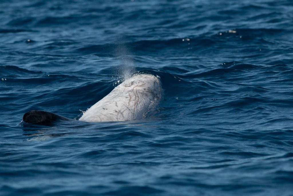 Dauphin commun - Delphinus delphis - Voyage naturaliste à Faial et Pico - Cétacés, oiseaux marins et volcans -observer les cétacés aux Açores - îles de Pico et Faial