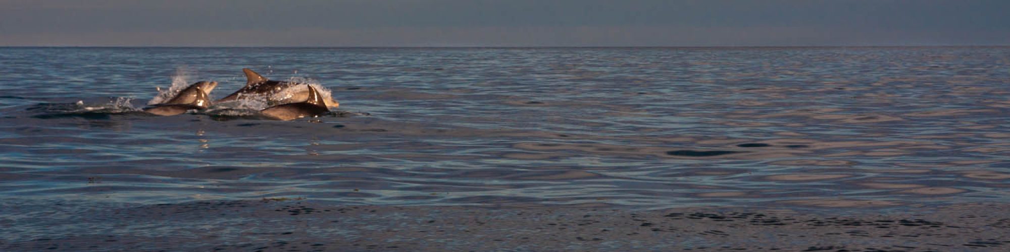 voyage naturaliste à la voile sur les dauphins et mammifères marins du cotentin - observation de grands dauphins pas très au large des côtes normandes