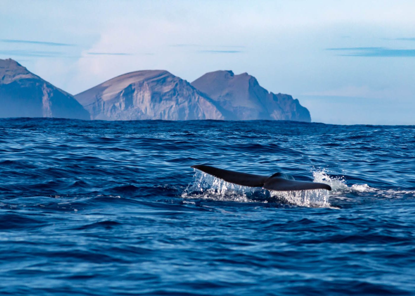 expéditions scientifiques et naturalistes - voyages pour étudier et observer les cétacés