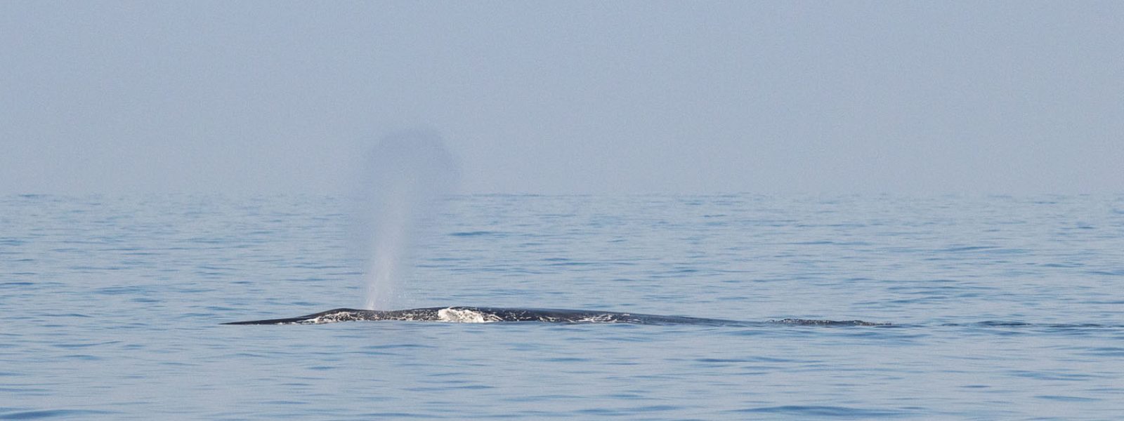 voyage scientifique - observer les cétacés de méditerranée à la voile - Rorqual commun - Balaenoptera physalus
