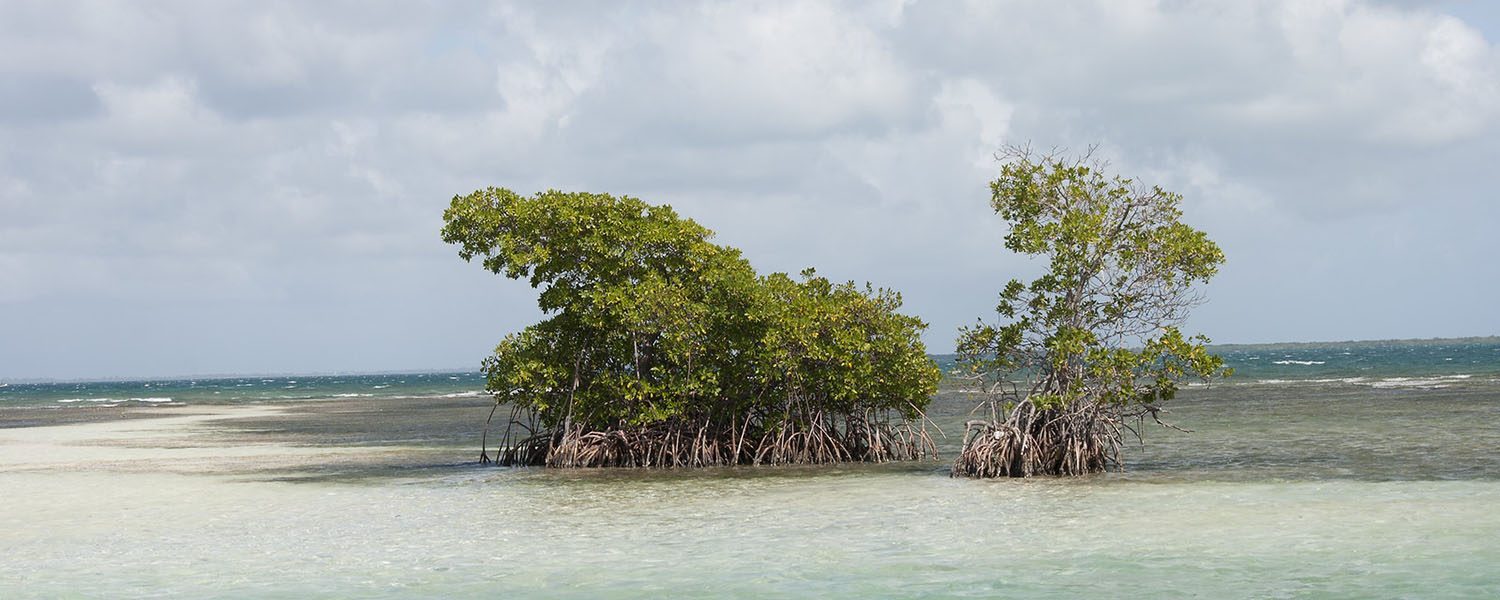 voyage scientifique cetaces et faune marine de guadeloupe 11