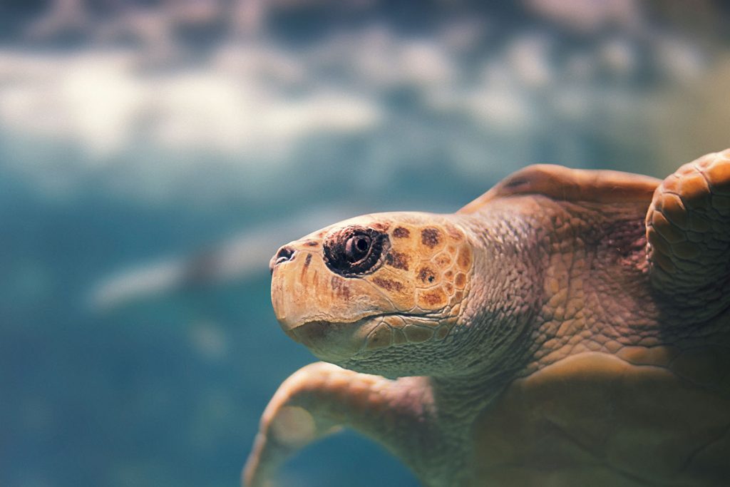 Voyage scientifique – Cétacés, faune marine et écosystèmes de Guadeloupe – Tortue Caouanne Voyage scientifique - Cétacés, faune marine et écosystèmes de Guadeloupe - Tortue Caouanne