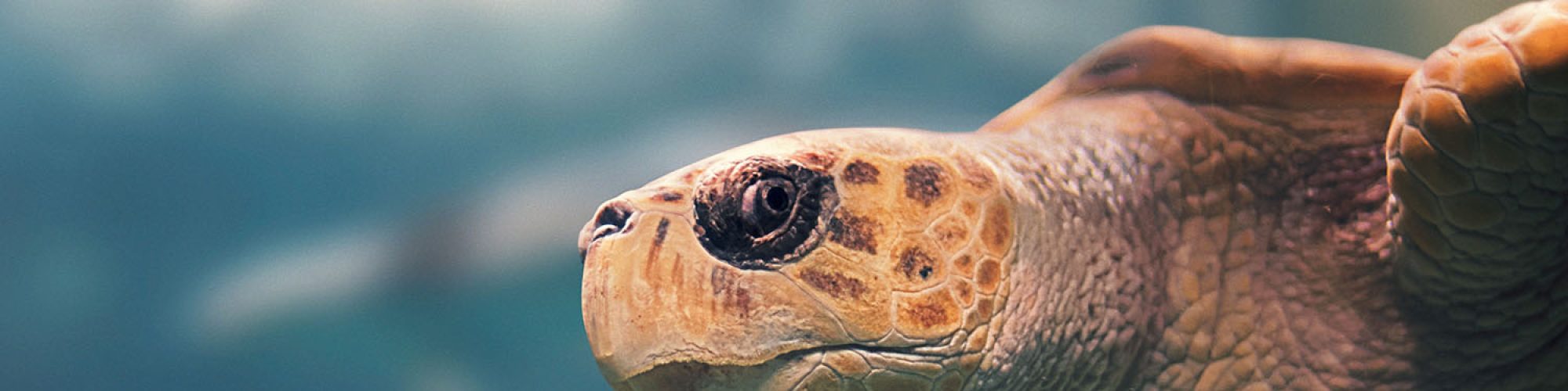 voyage scientifique cetaces et faune marine de guadeloupe 15