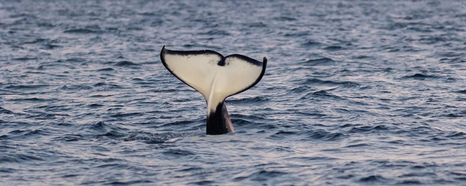 voyage scientifique - orques et baleines a bosse de norvege 31