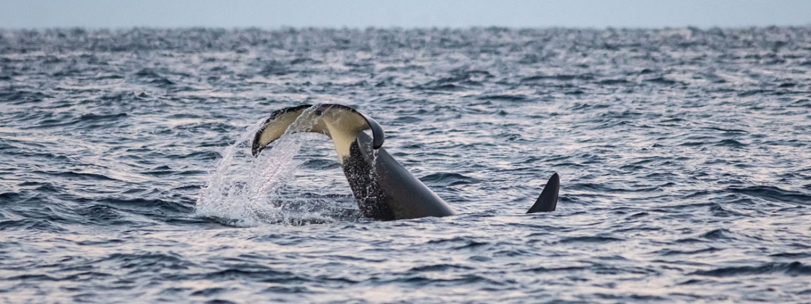 voyage scientifique - orques et baleines a bosse de norvege 32